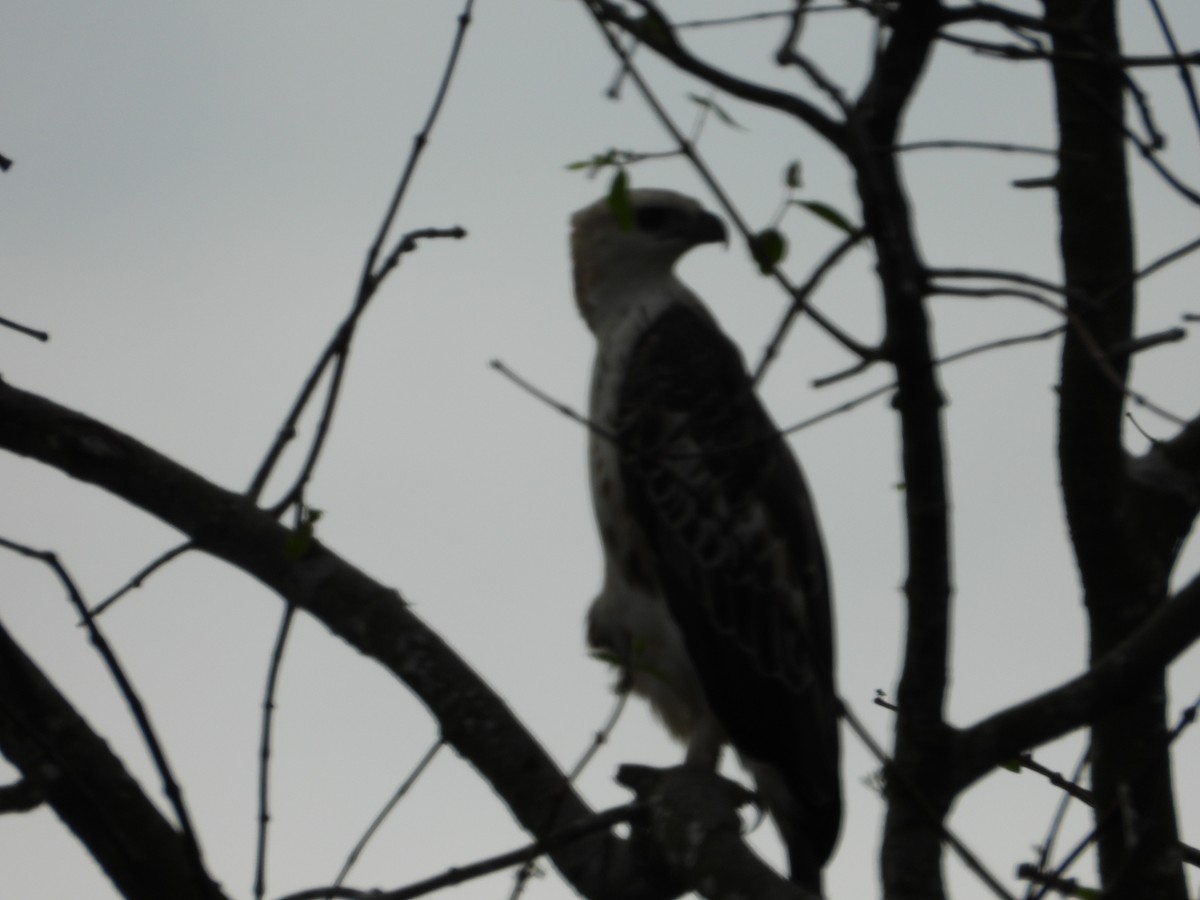Changeable Hawk-Eagle - ML646834884