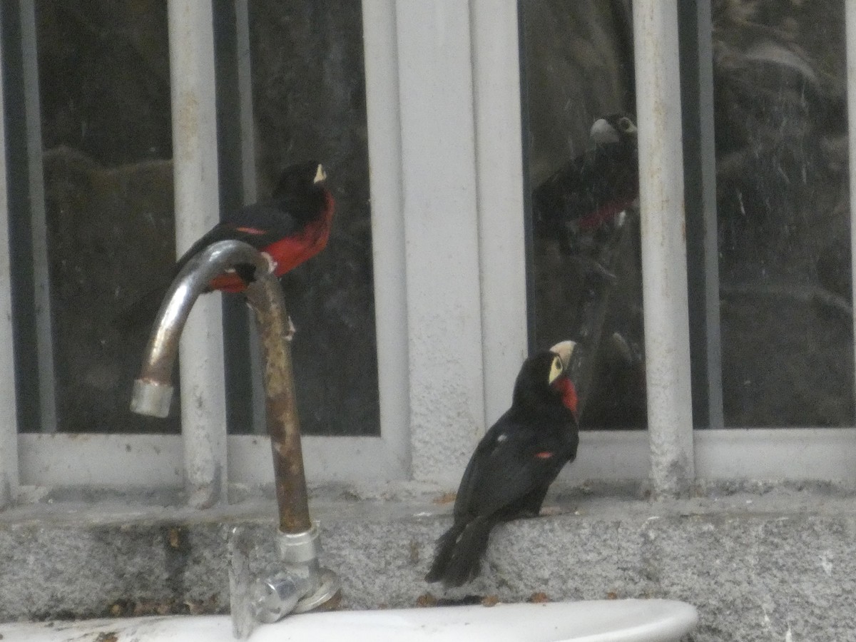 フタツハバシゴシキドリ - ML646834886