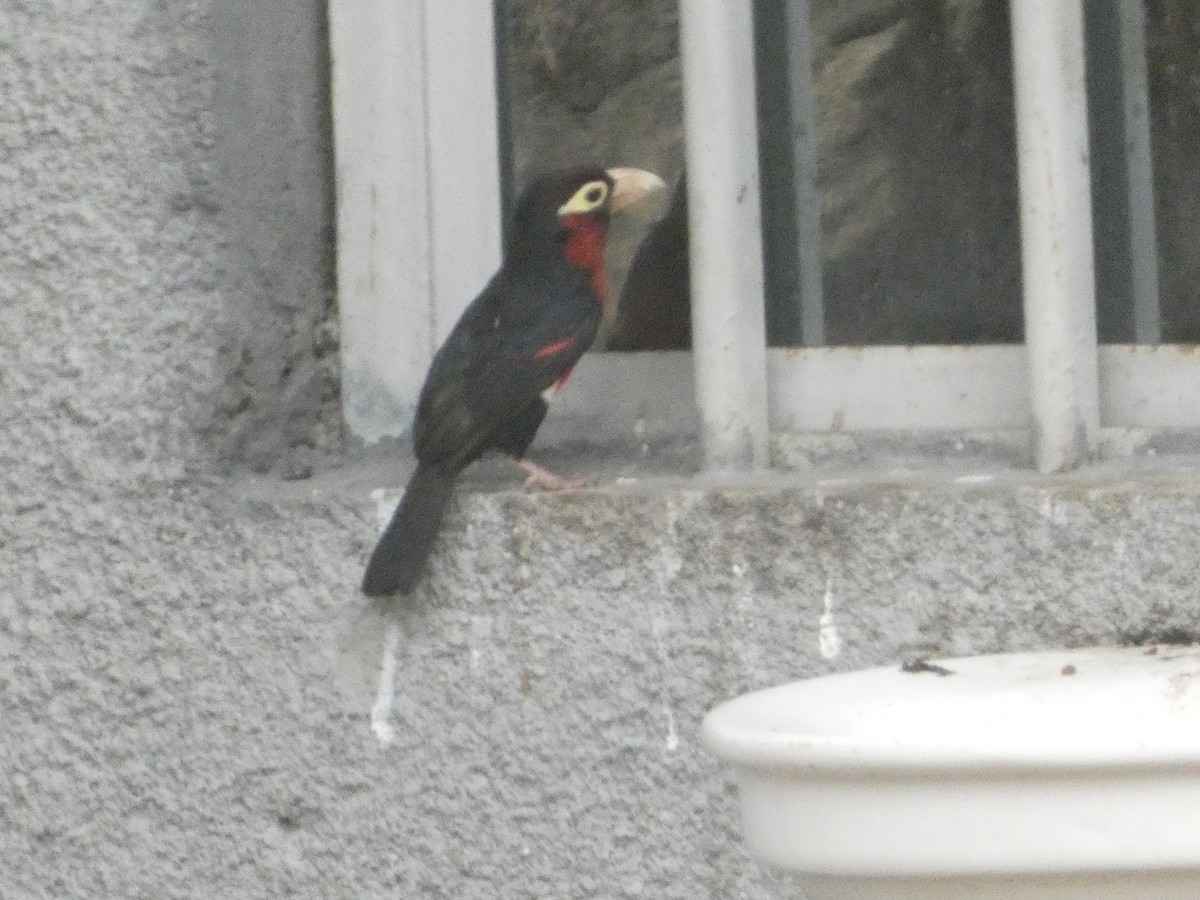 フタツハバシゴシキドリ - ML646834887