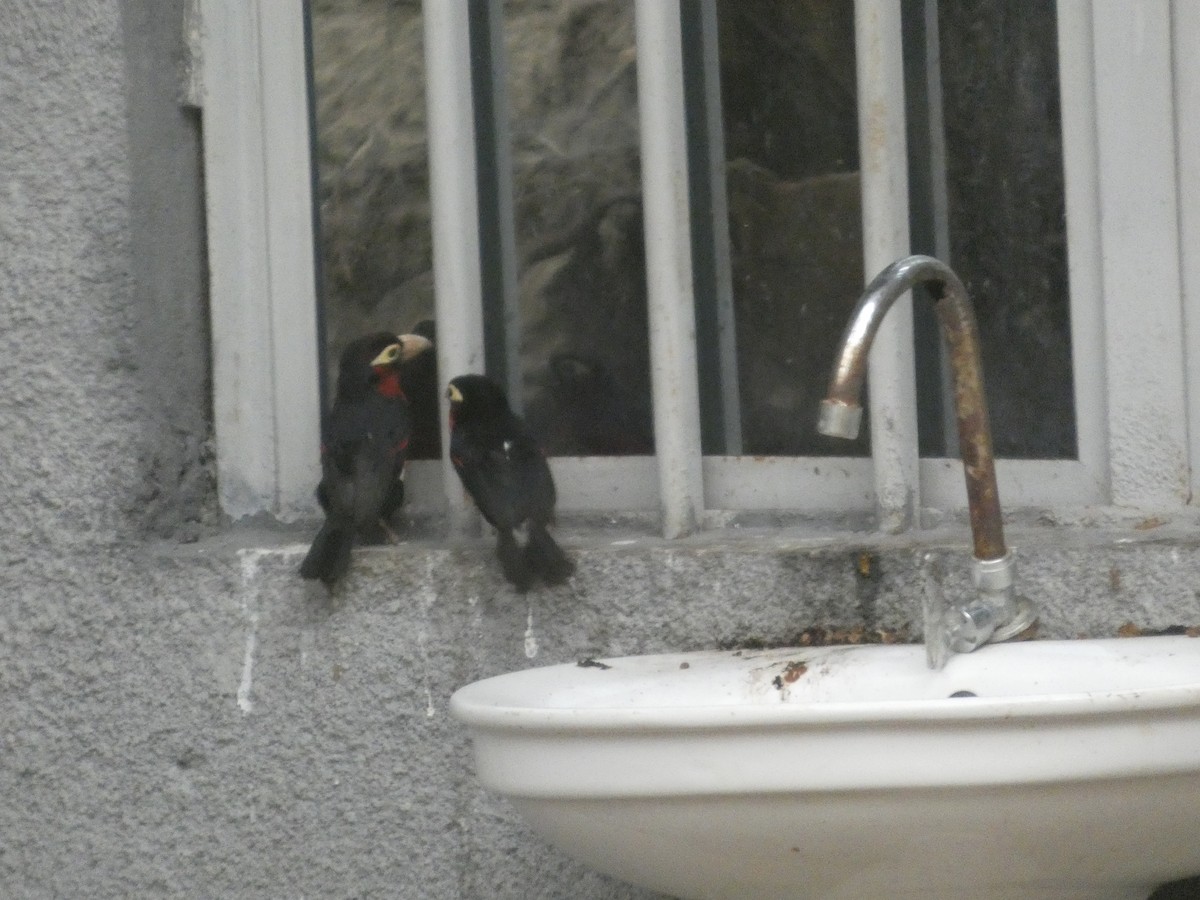 フタツハバシゴシキドリ - ML646834888