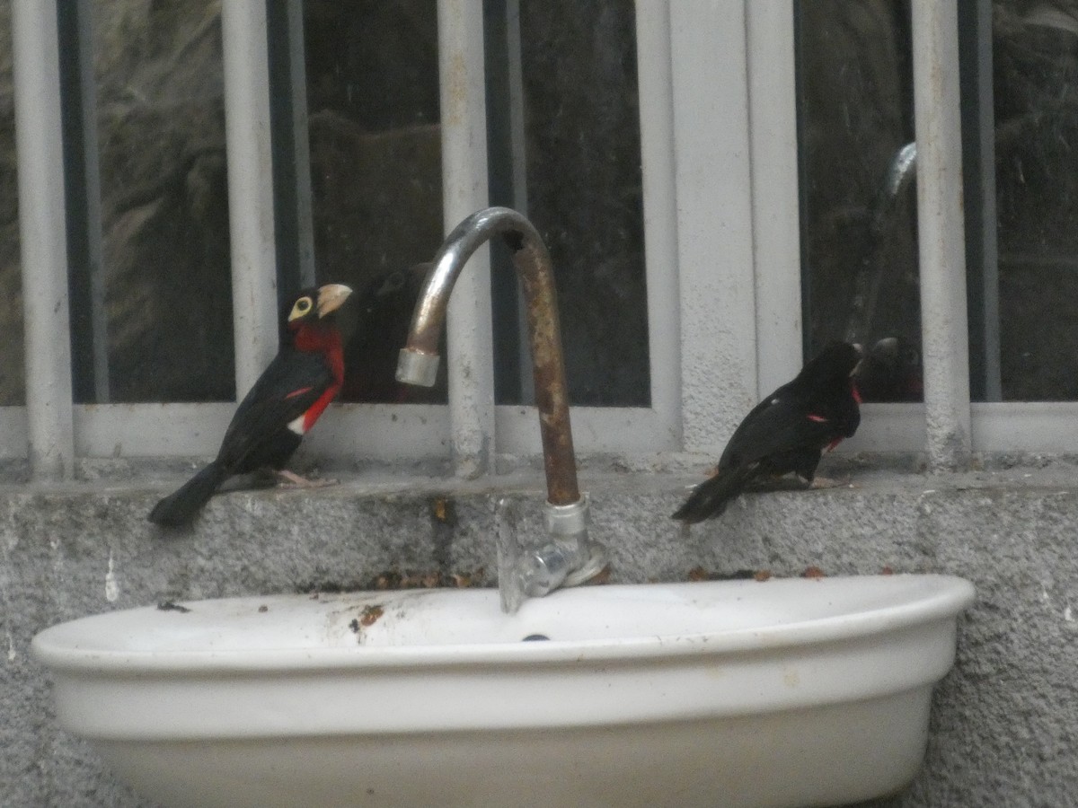 フタツハバシゴシキドリ - ML646834889