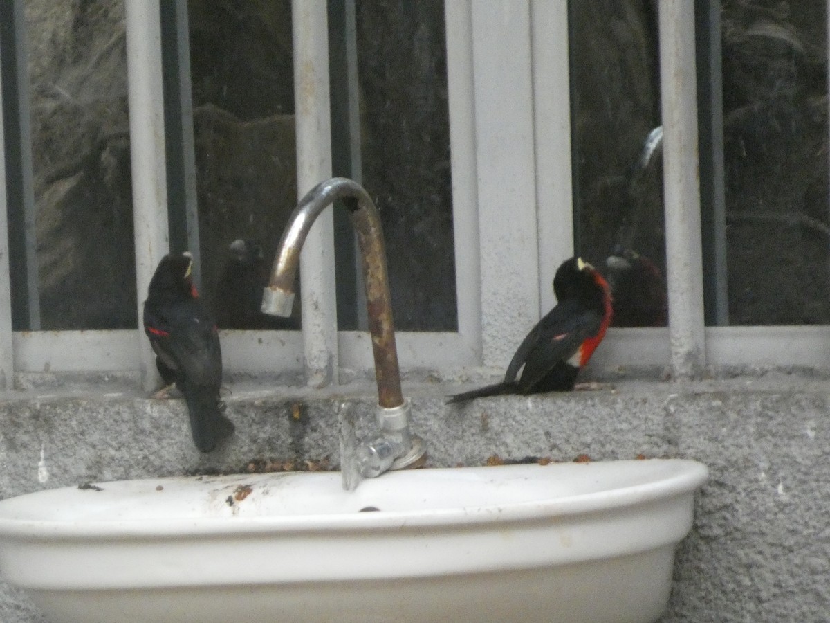 フタツハバシゴシキドリ - ML646834890