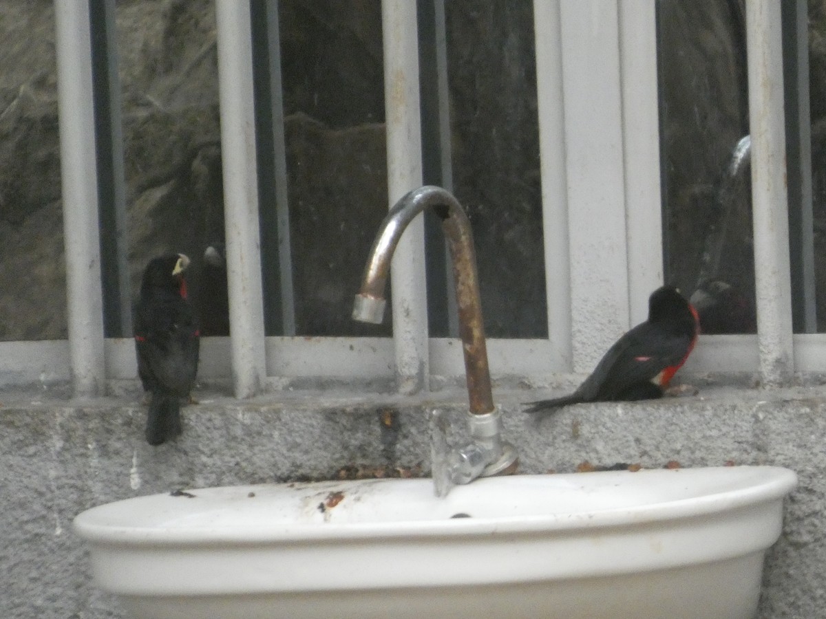 フタツハバシゴシキドリ - ML646834891