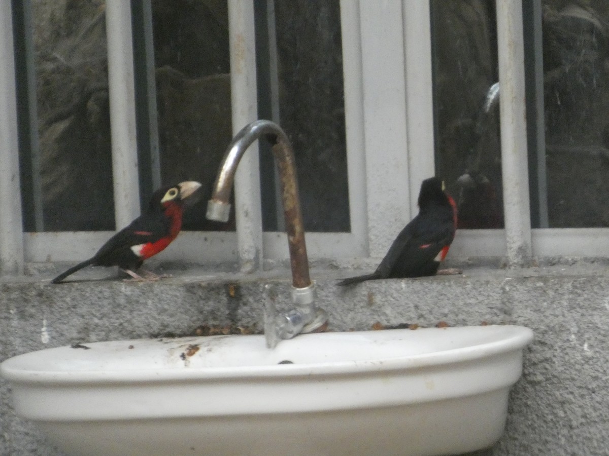 フタツハバシゴシキドリ - ML646834892