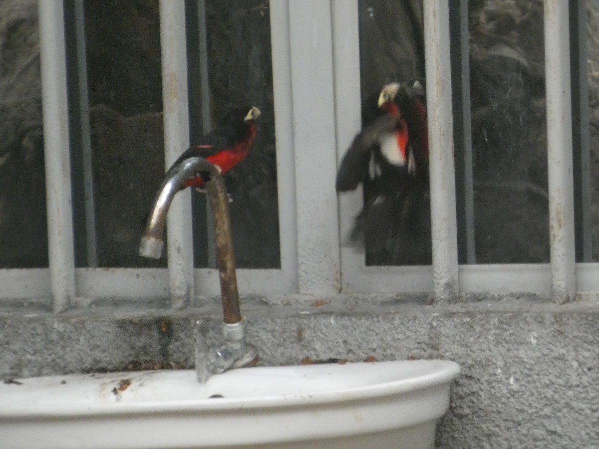 フタツハバシゴシキドリ - ML646834893