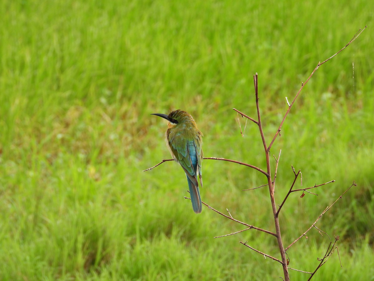 Blue-tailed Bee-eater - ML646834895