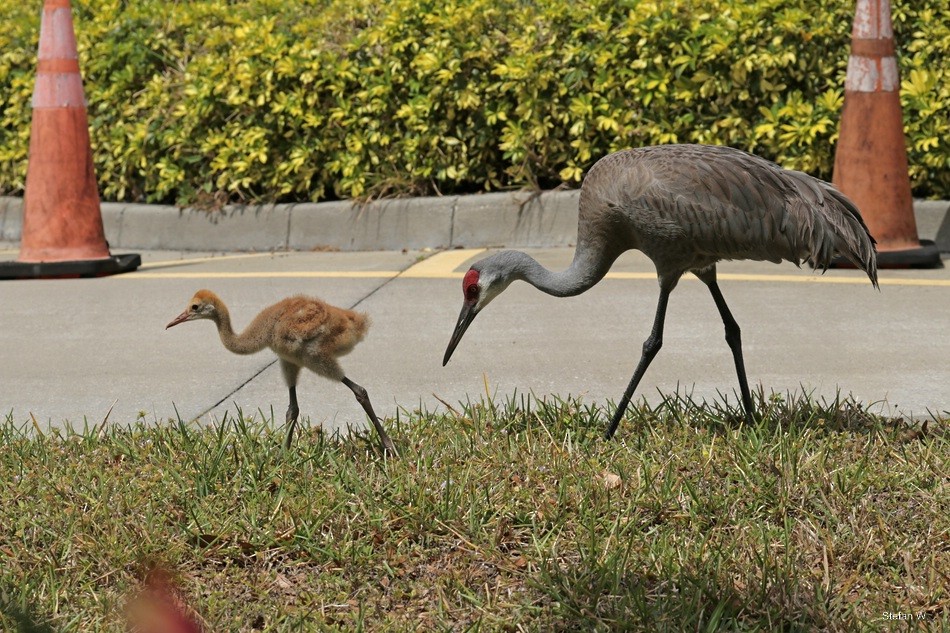 Sandhill Crane - ML646834896