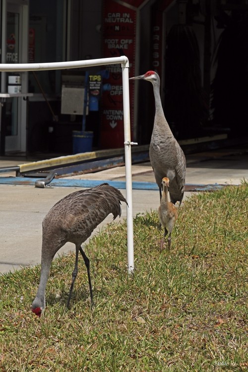 Sandhill Crane - ML646834897