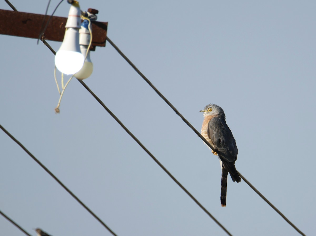 kukačka jestřábí - ML646834900