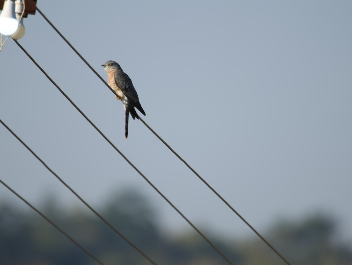 kukačka jestřábí - ML646834901