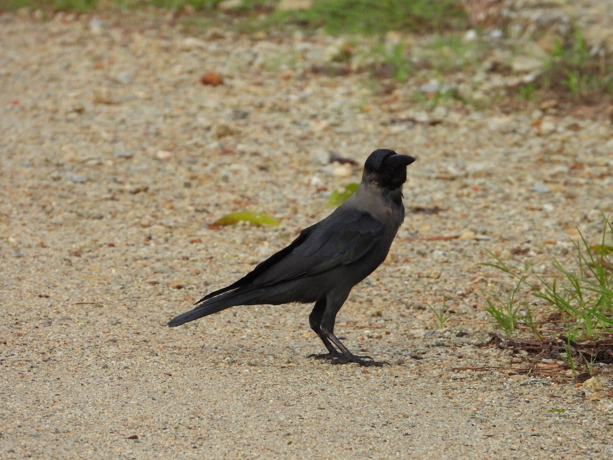 House Crow - ML646834902