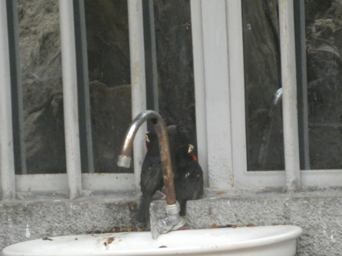 フタツハバシゴシキドリ - ML646834903