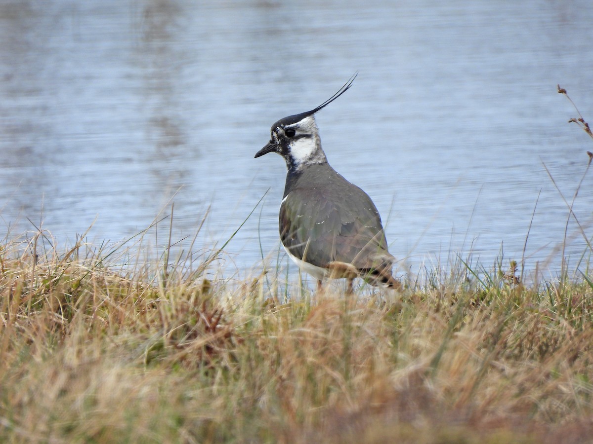 Northern Lapwing - ML646834905