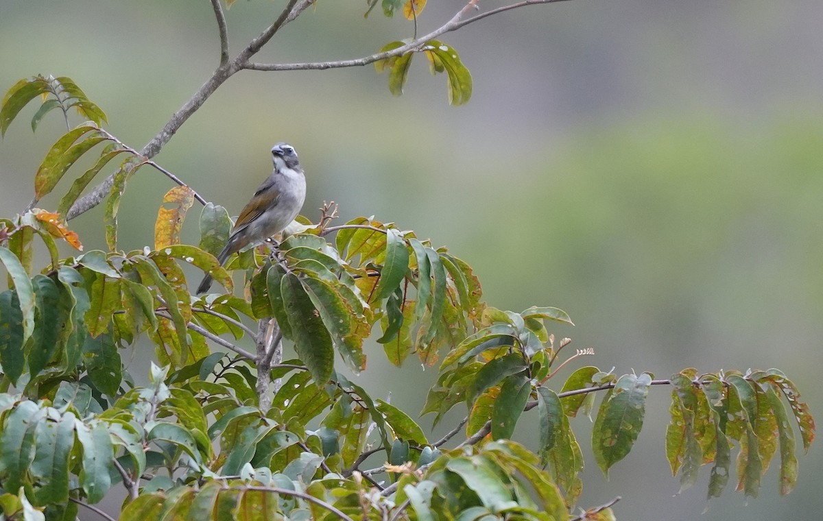 Green-winged Saltator - ML646834906