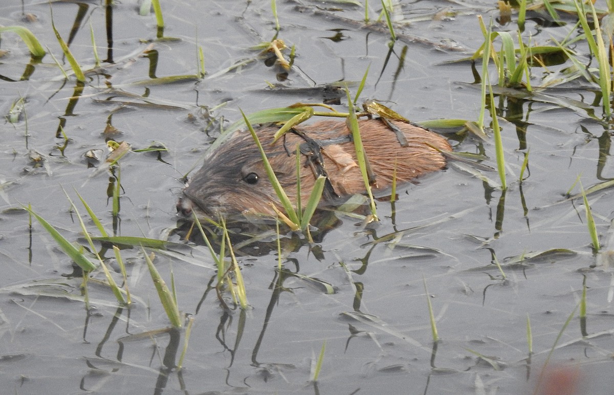 Rata almizclera - ML646834911