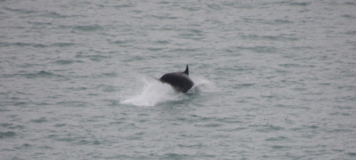 Common Bottlenose Dolphin - ML646834912