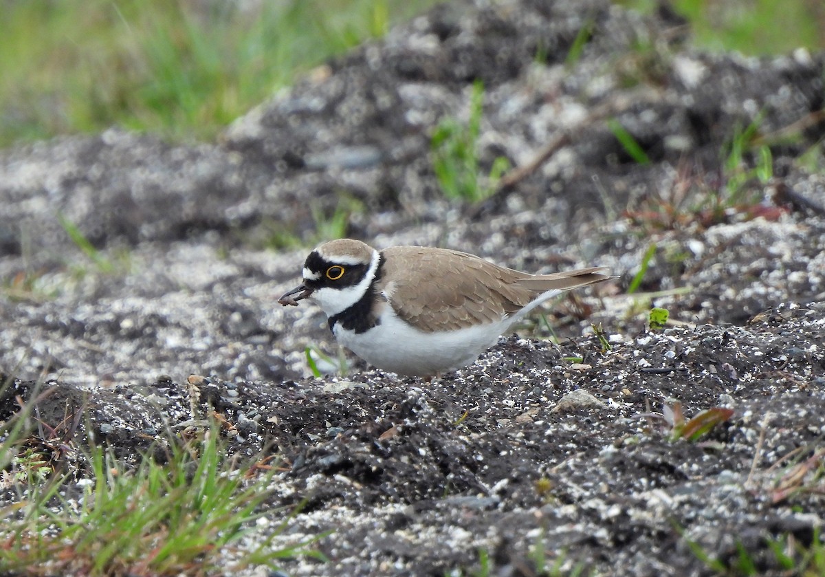 Little Ringed Plover - ML646834918