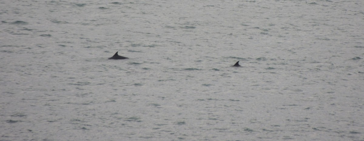 Animals - ML646834925