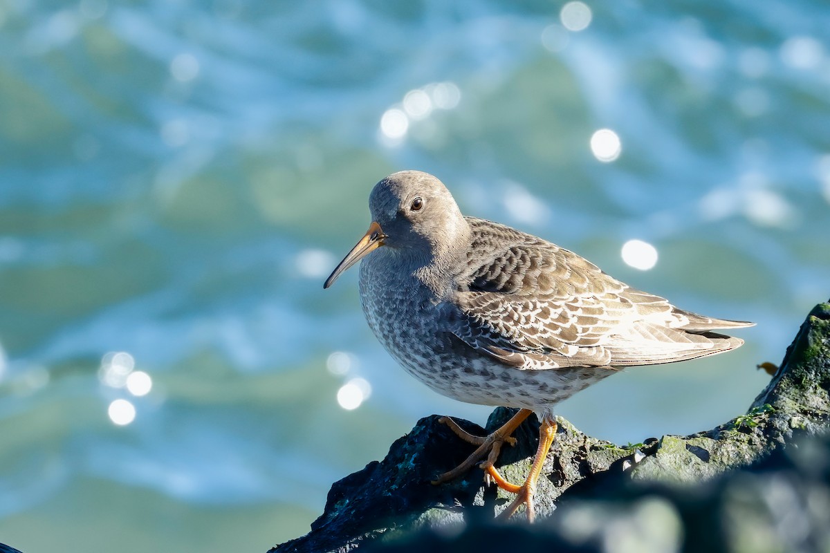 Purple Sandpiper - ML646834926