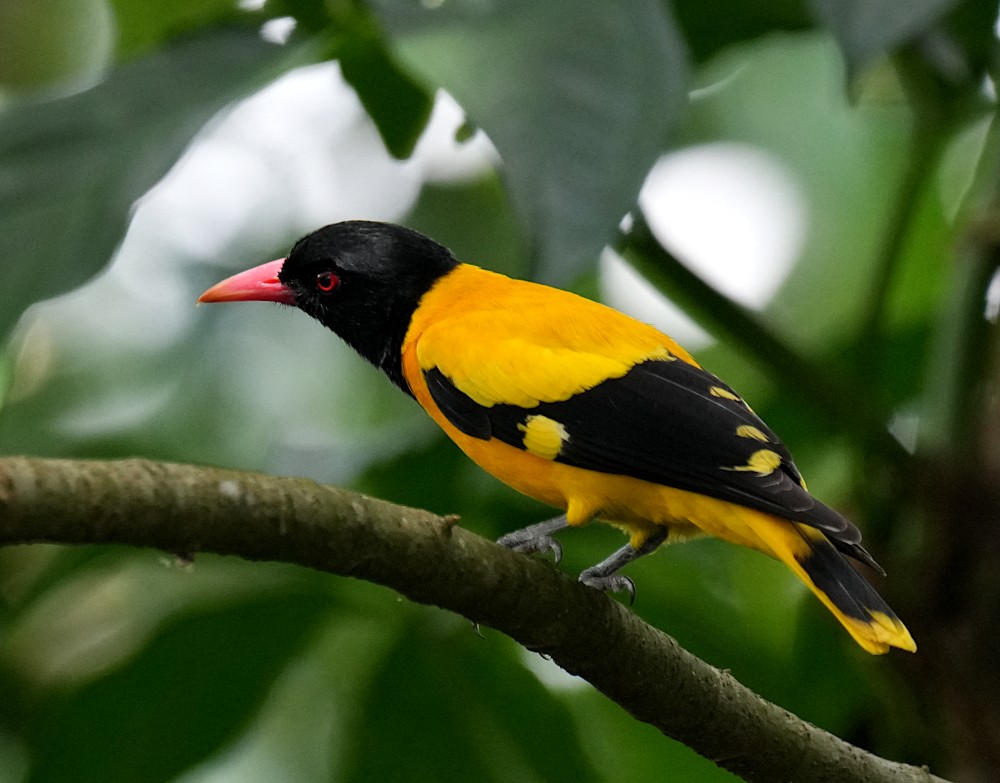 ズグロコウライウグイス - ML646834927