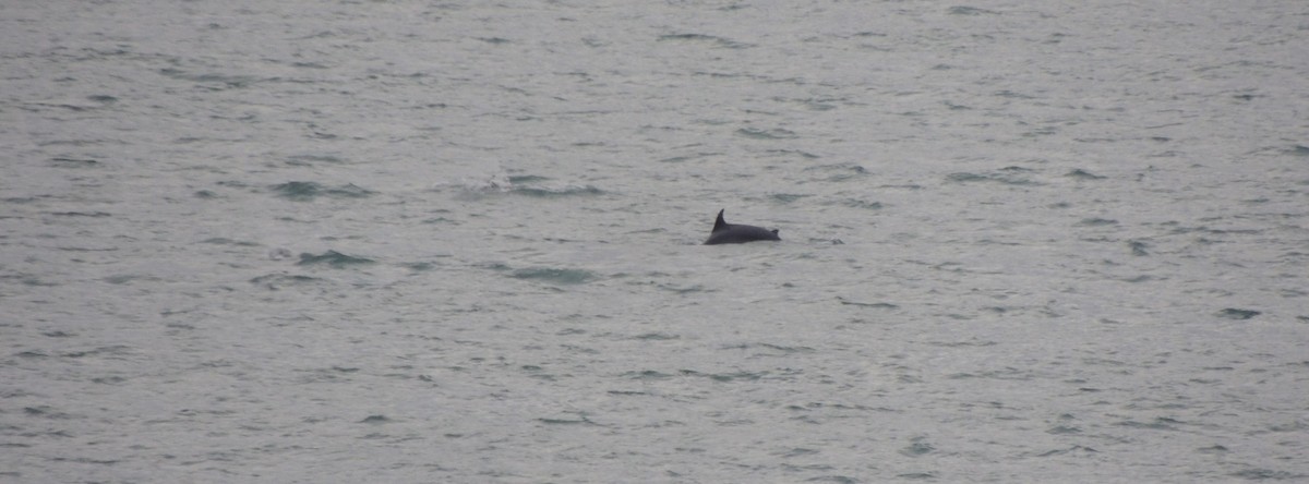 Animals - ML646834928