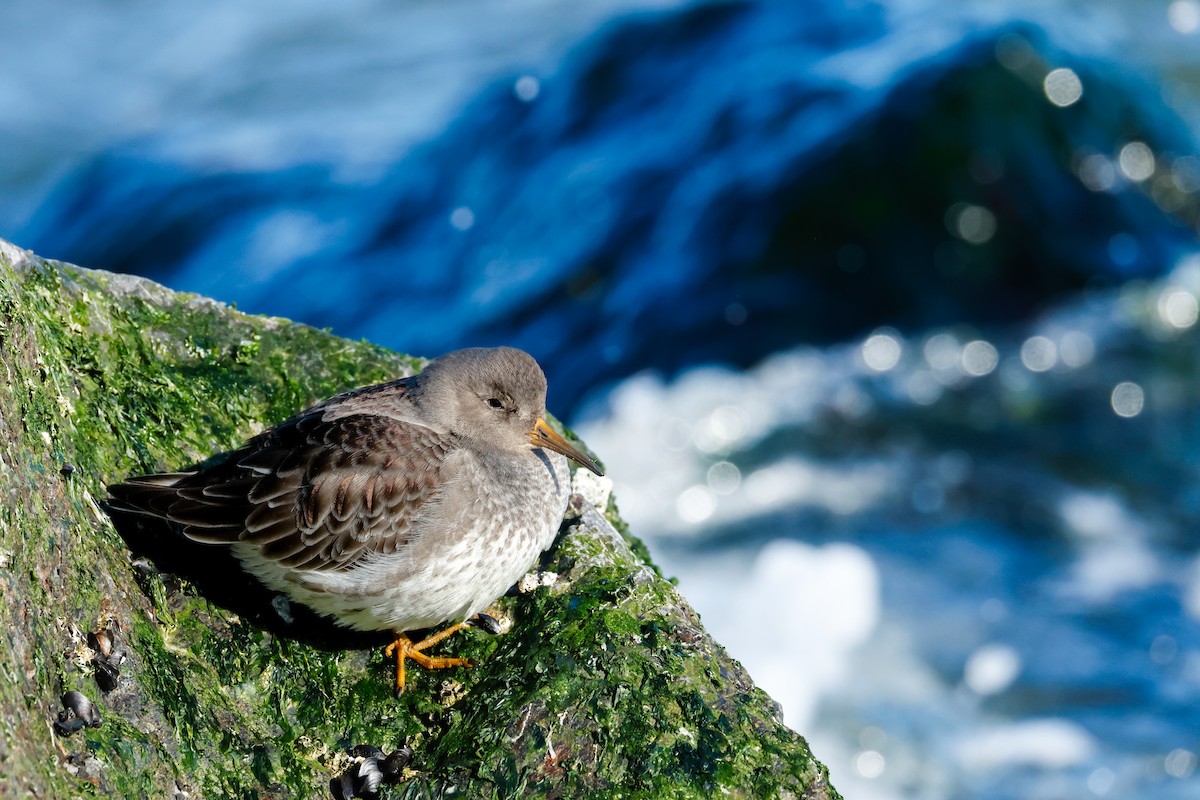 Purple Sandpiper - ML646834929