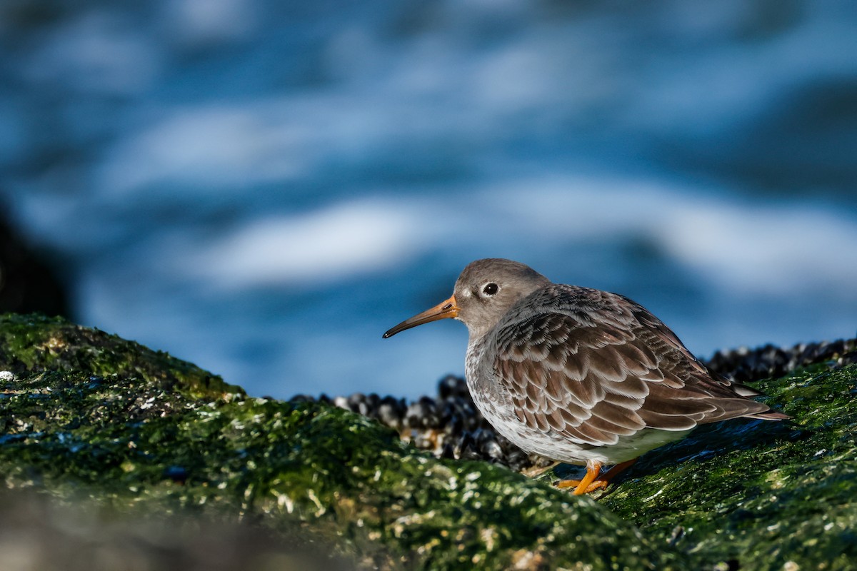 Purple Sandpiper - ML646834930