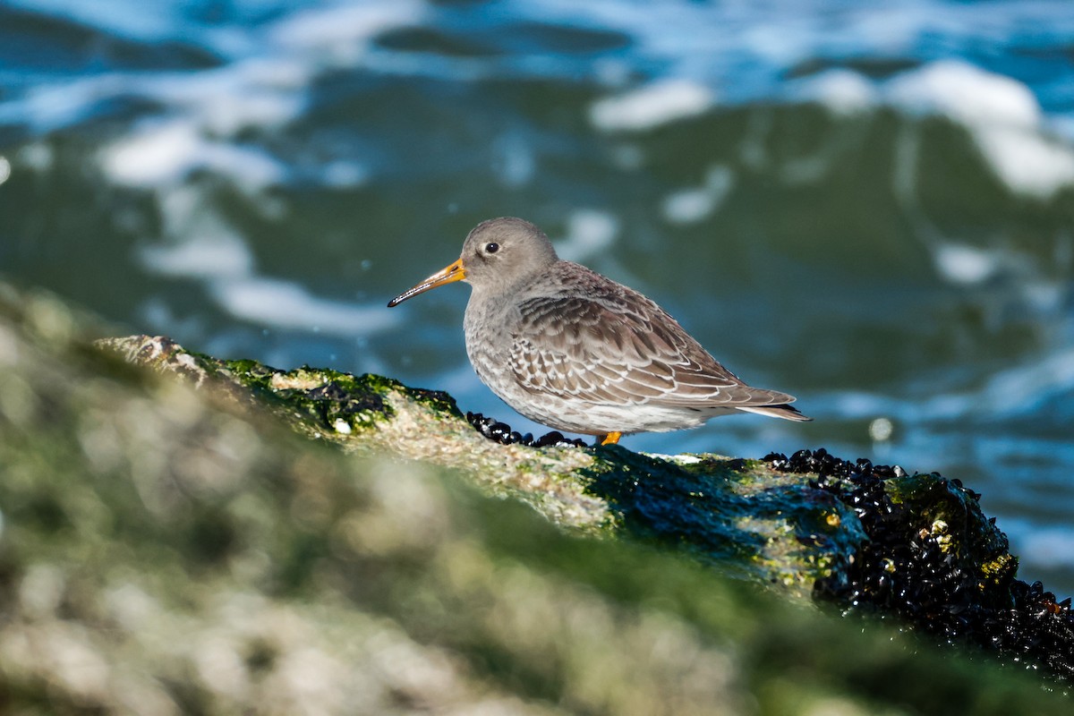 Purple Sandpiper - ML646834931