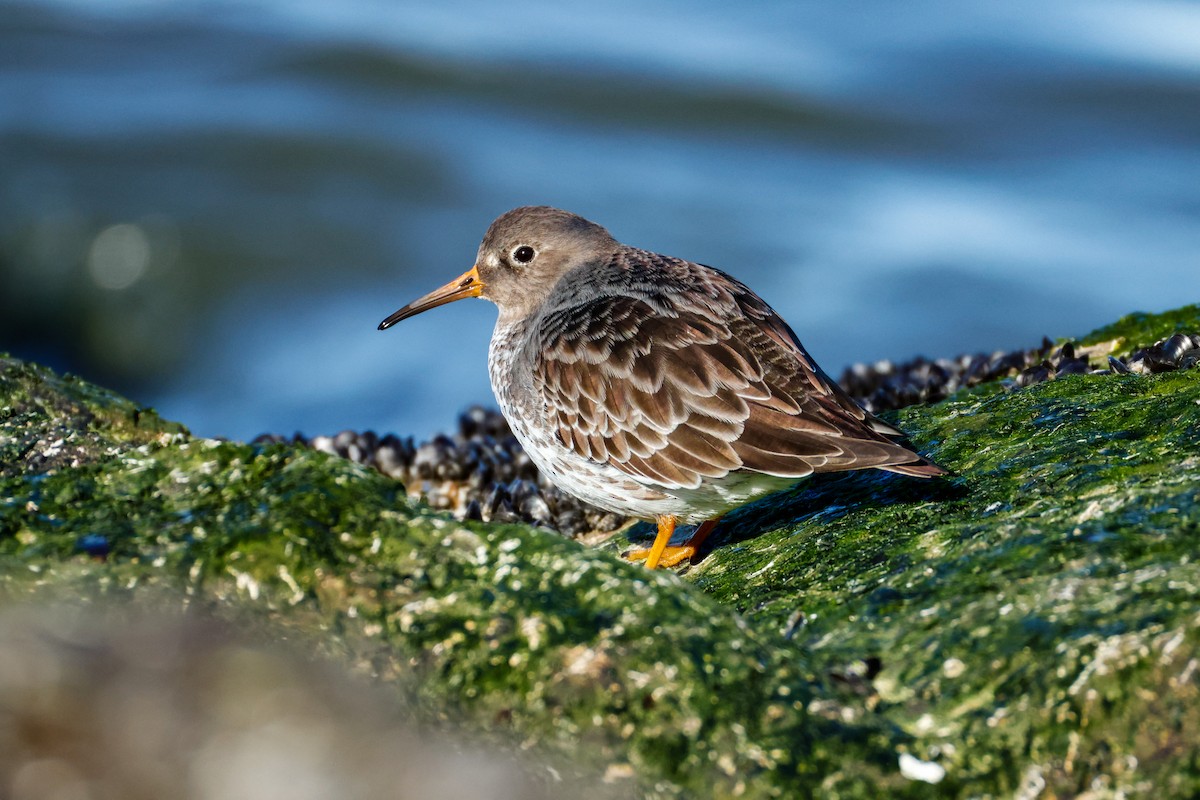 Purple Sandpiper - ML646834932
