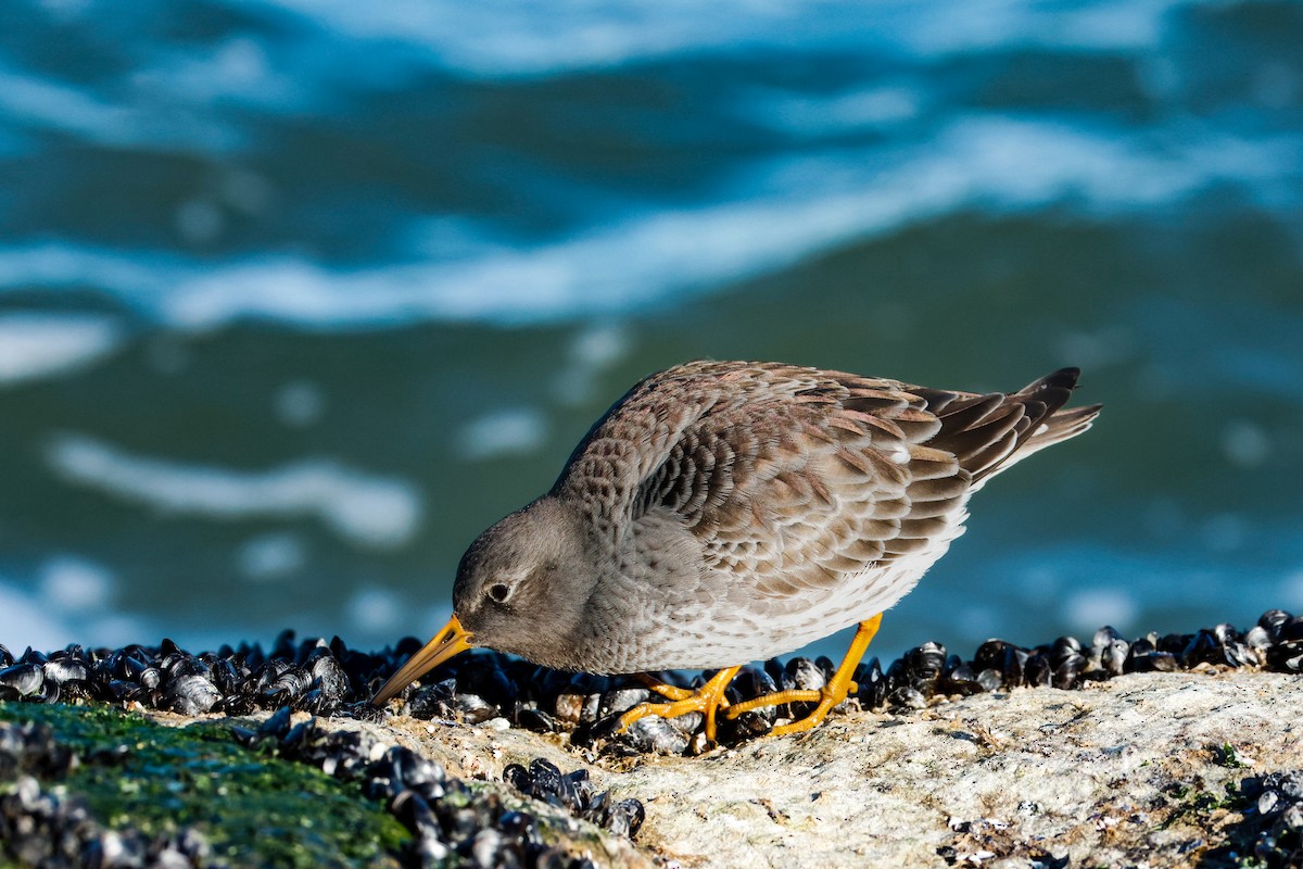 Purple Sandpiper - ML646834934