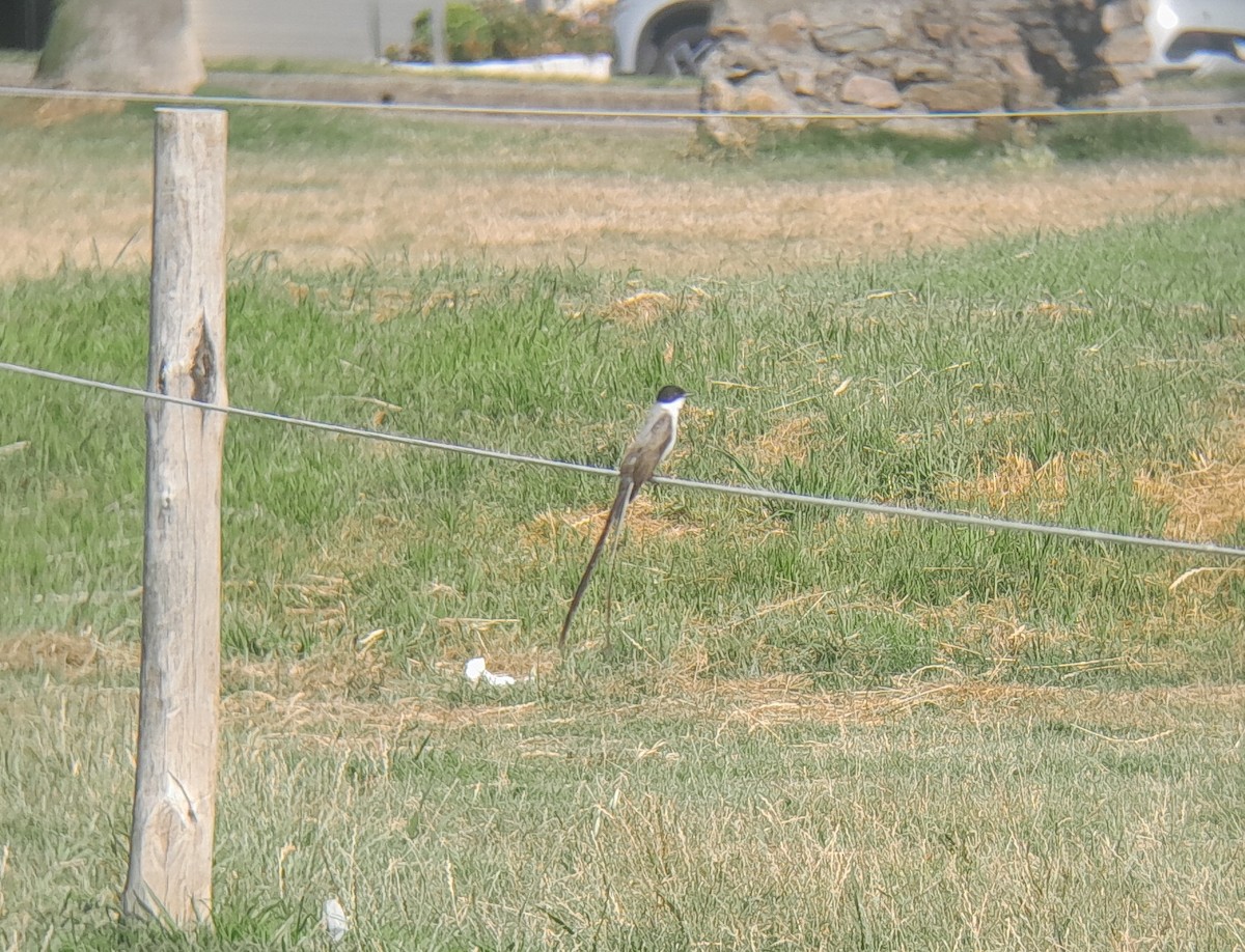 Fork-tailed Flycatcher - ML646834938