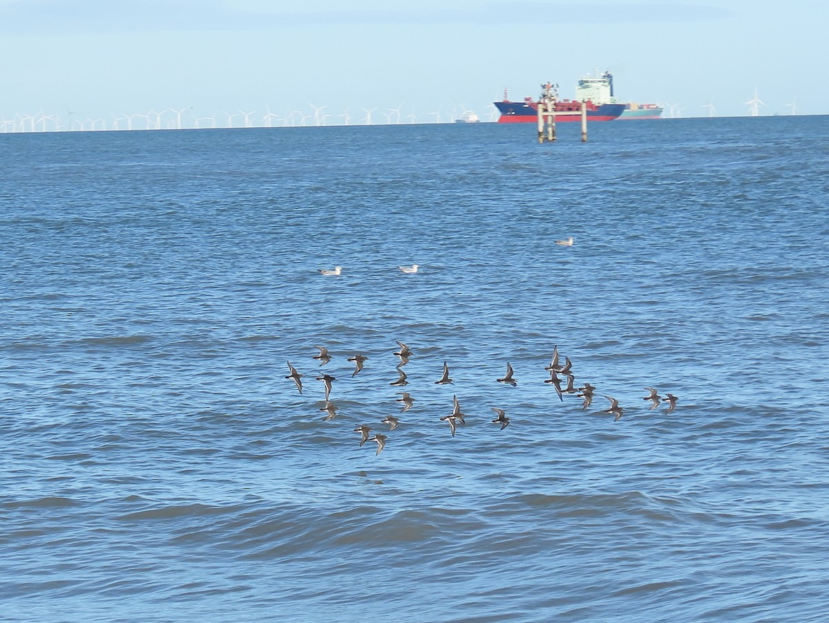 Purple Sandpiper - ML646834939