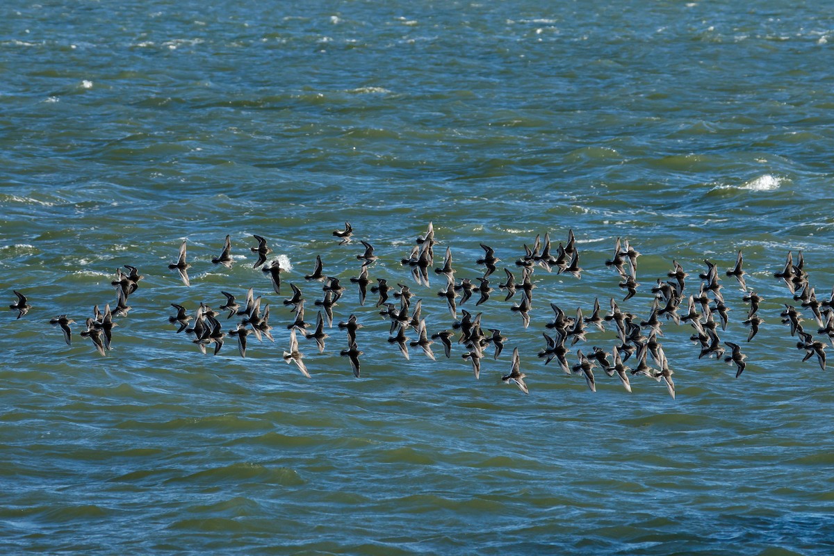 Purple Sandpiper - ML646834940
