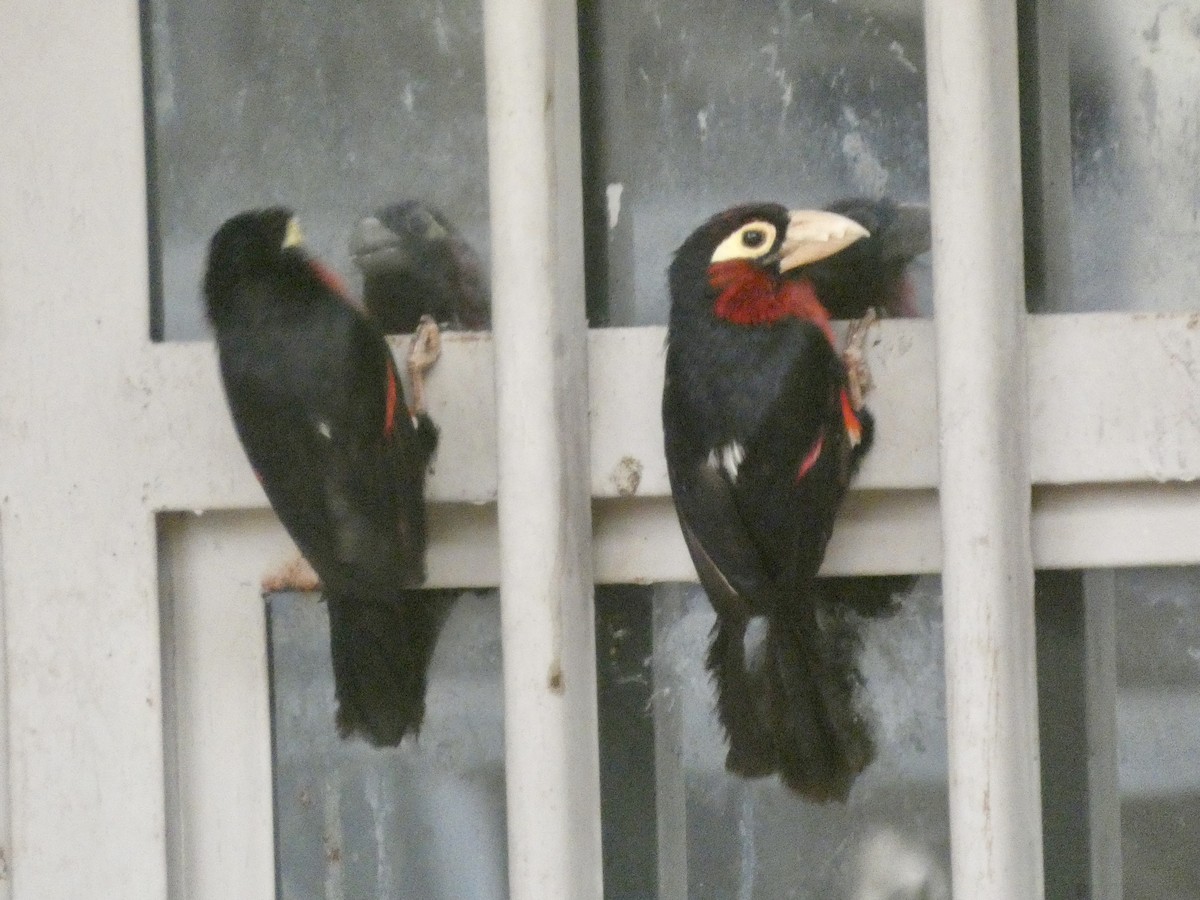 フタツハバシゴシキドリ - ML646834941