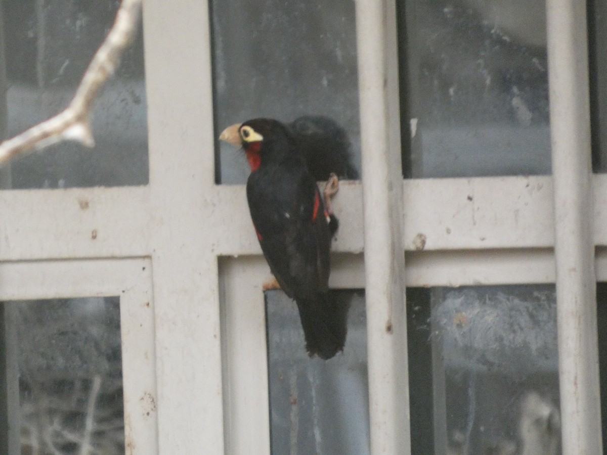 フタツハバシゴシキドリ - ML646834942