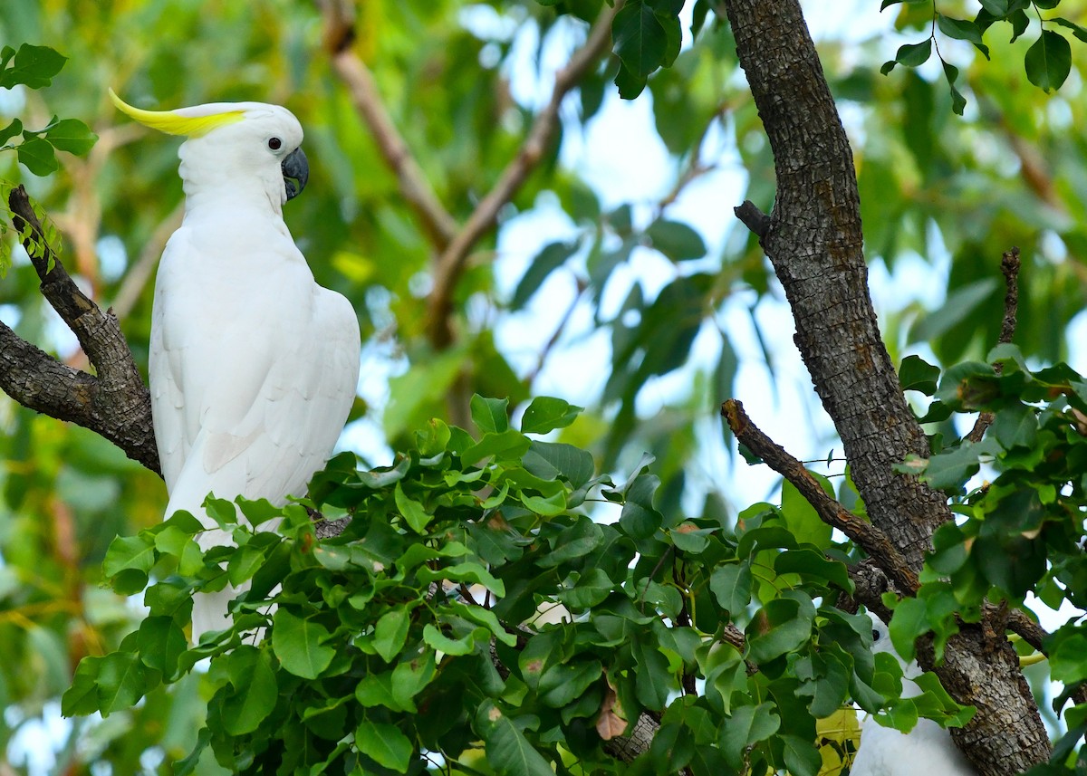 Sulphur-crested Cockatoo - ML646834943