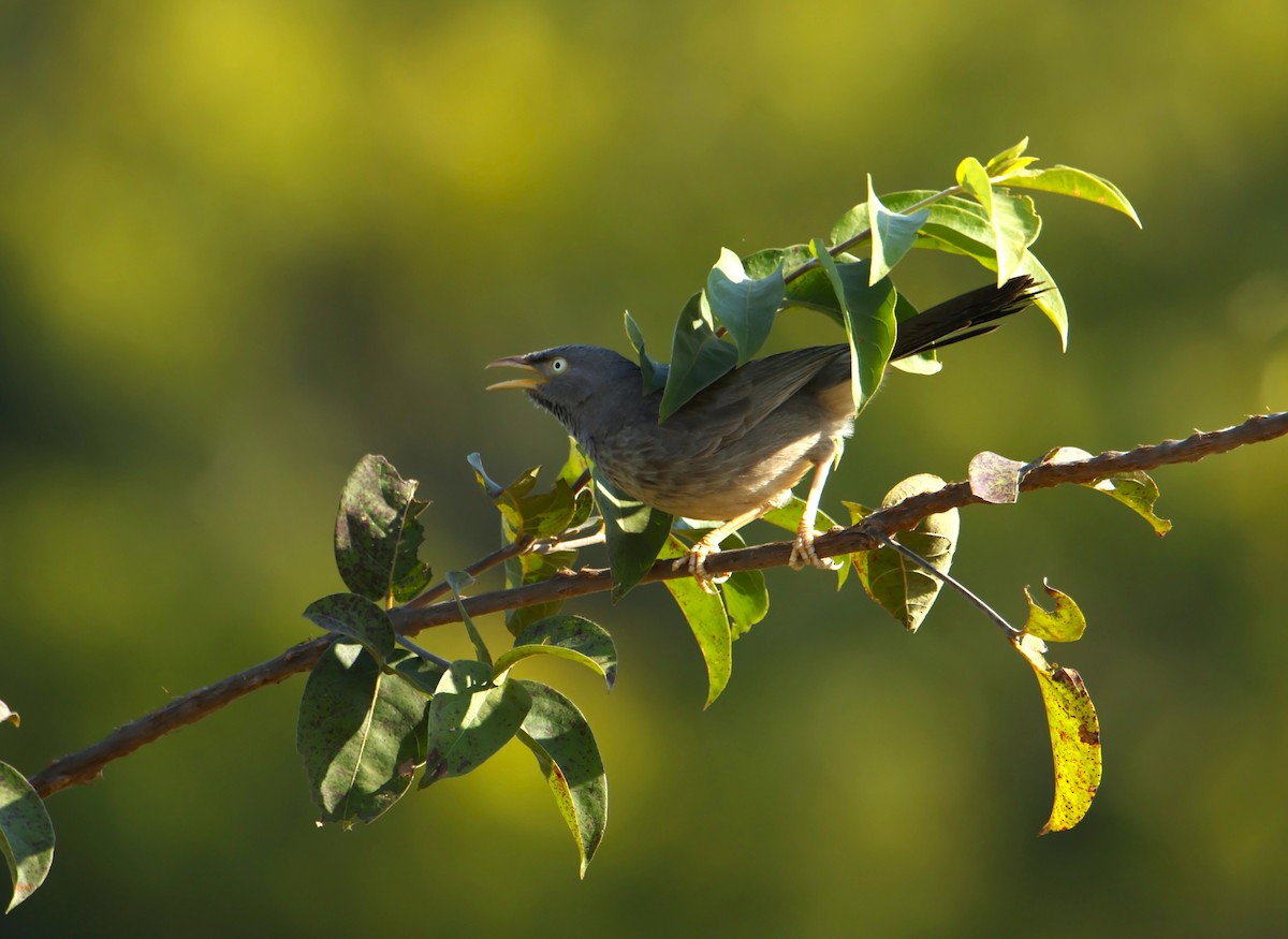 Jungle/Yellow-billed Babbler - ML646834951