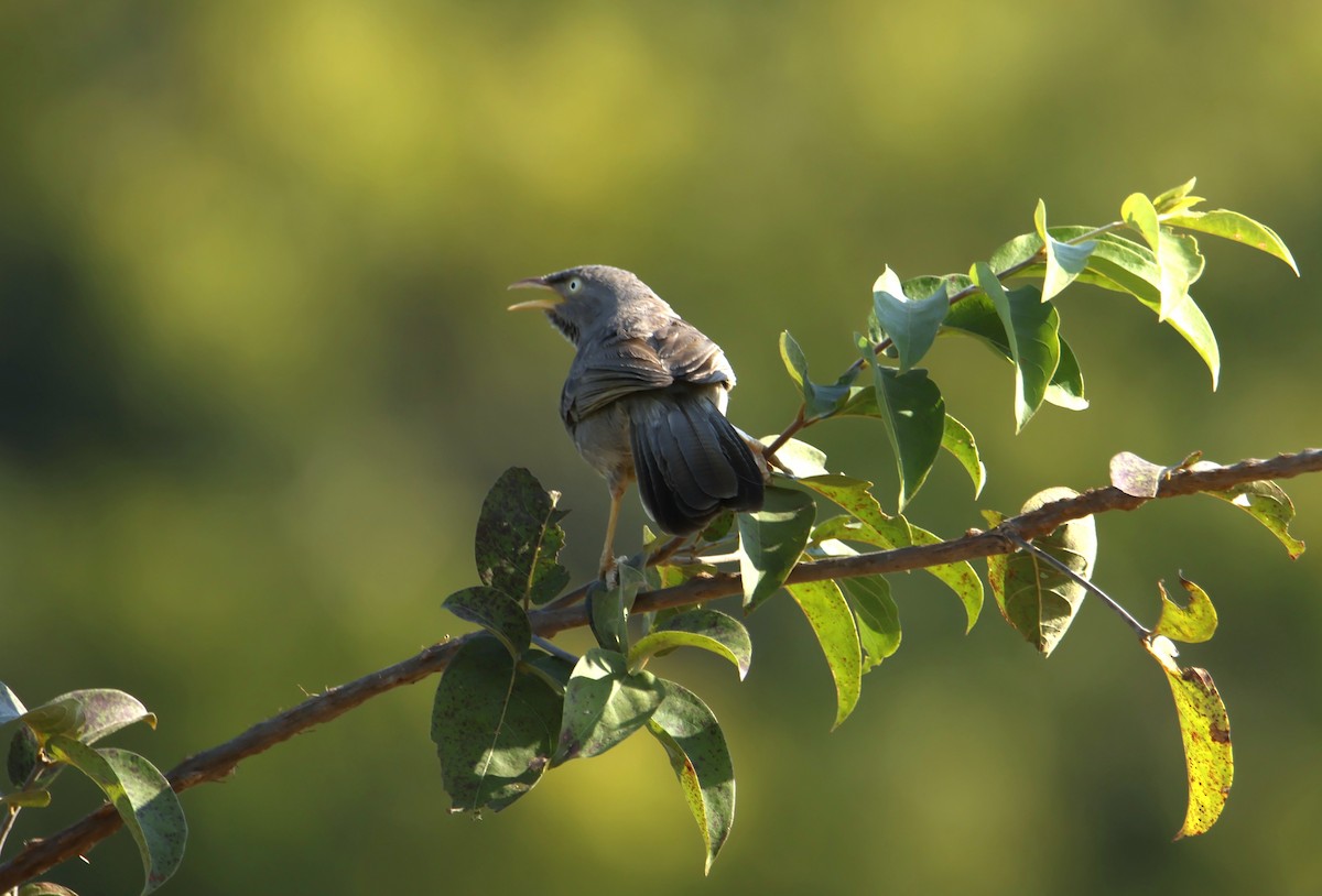 Jungle/Yellow-billed Babbler - ML646834952
