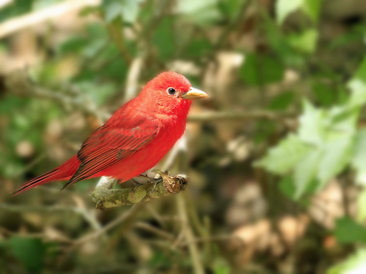 Summer Tanager - ML646834957