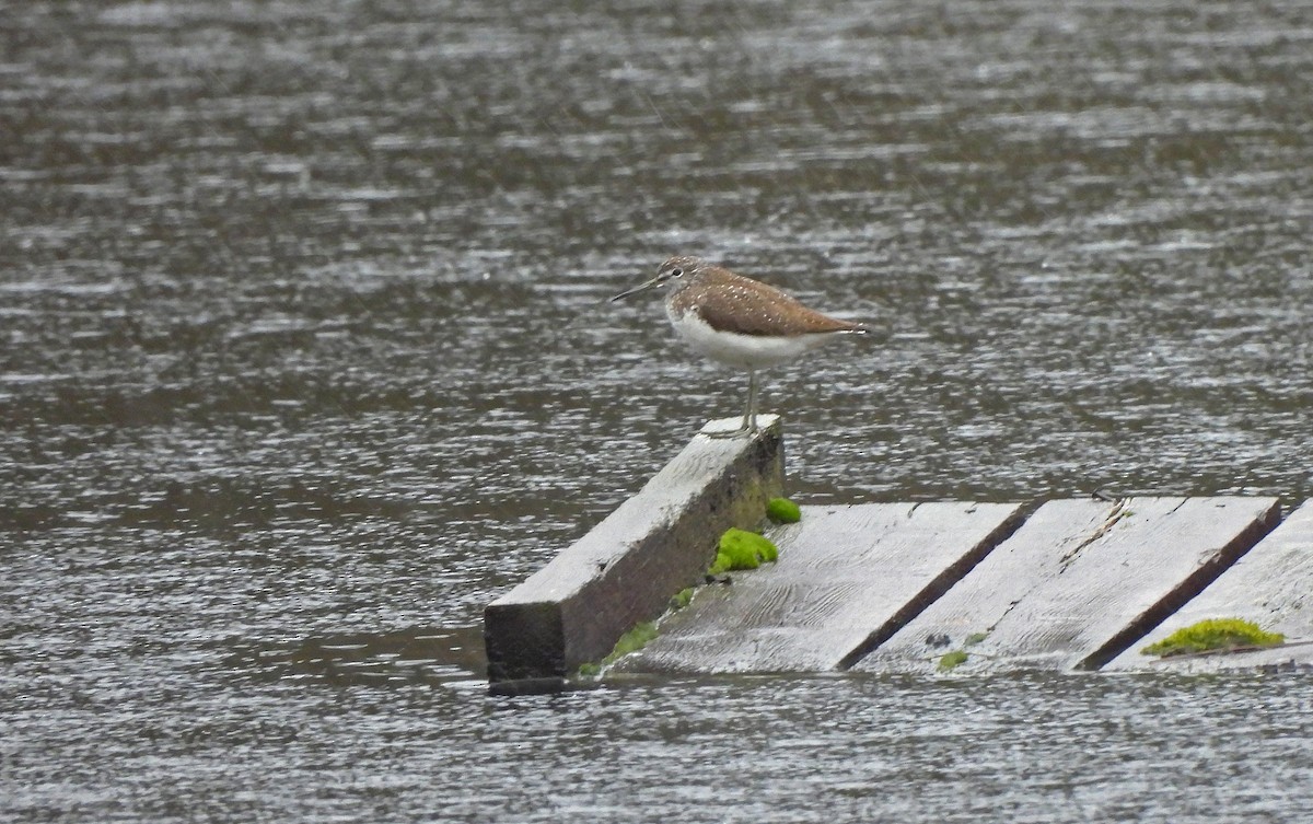 Green Sandpiper - ML646834959