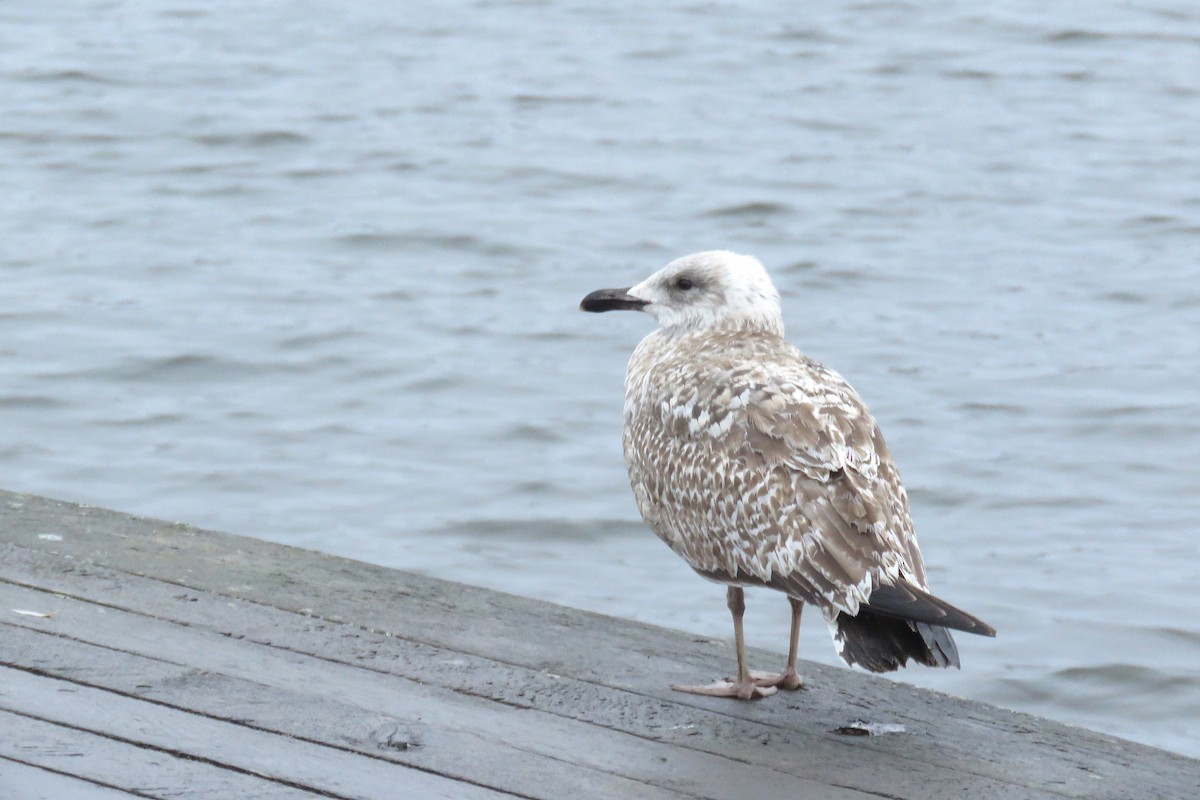 Silbermöwe - ML646834965