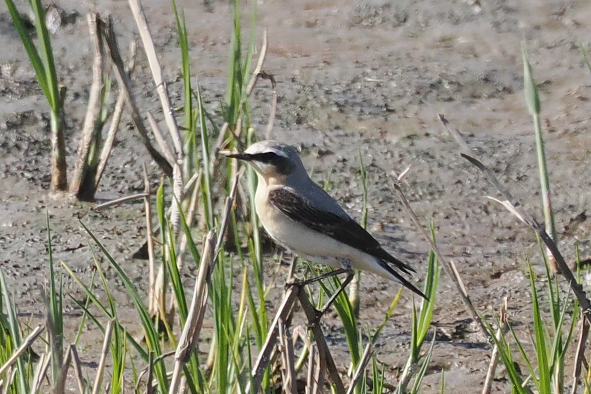 穗䳭 - ML646834966