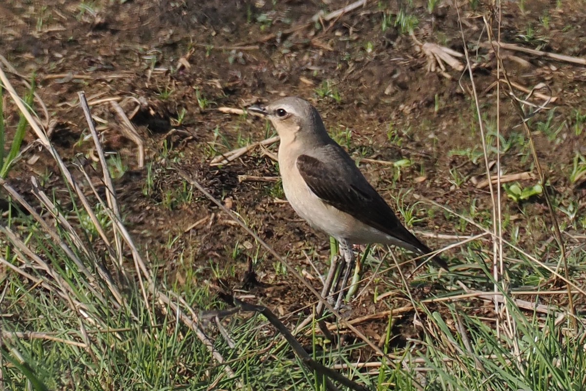 穗䳭 - ML646834967