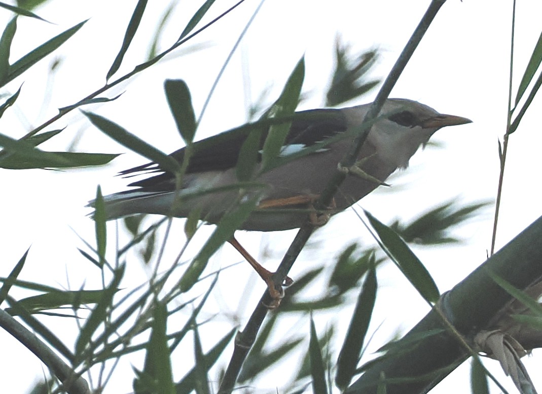 Vinous-breasted Myna - ML646834968