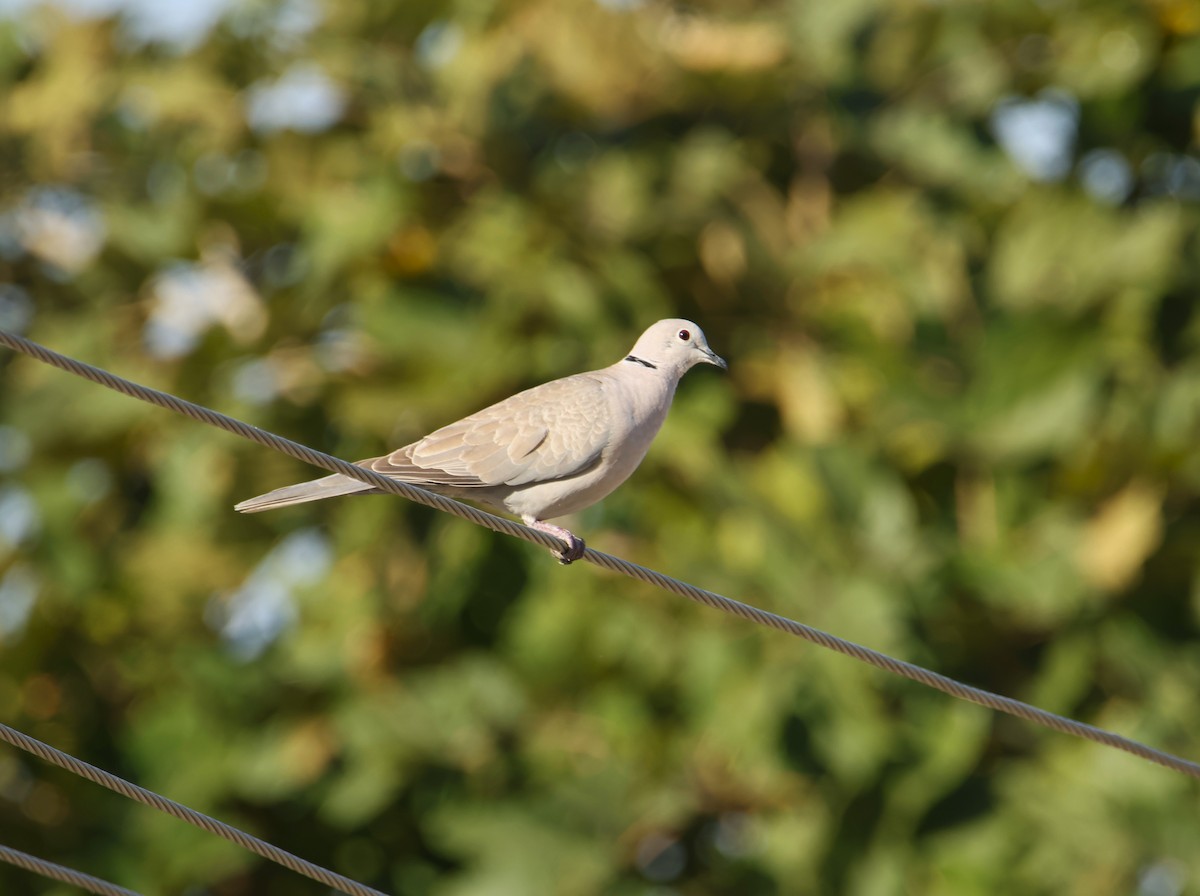 תור צווארון - ML646834970