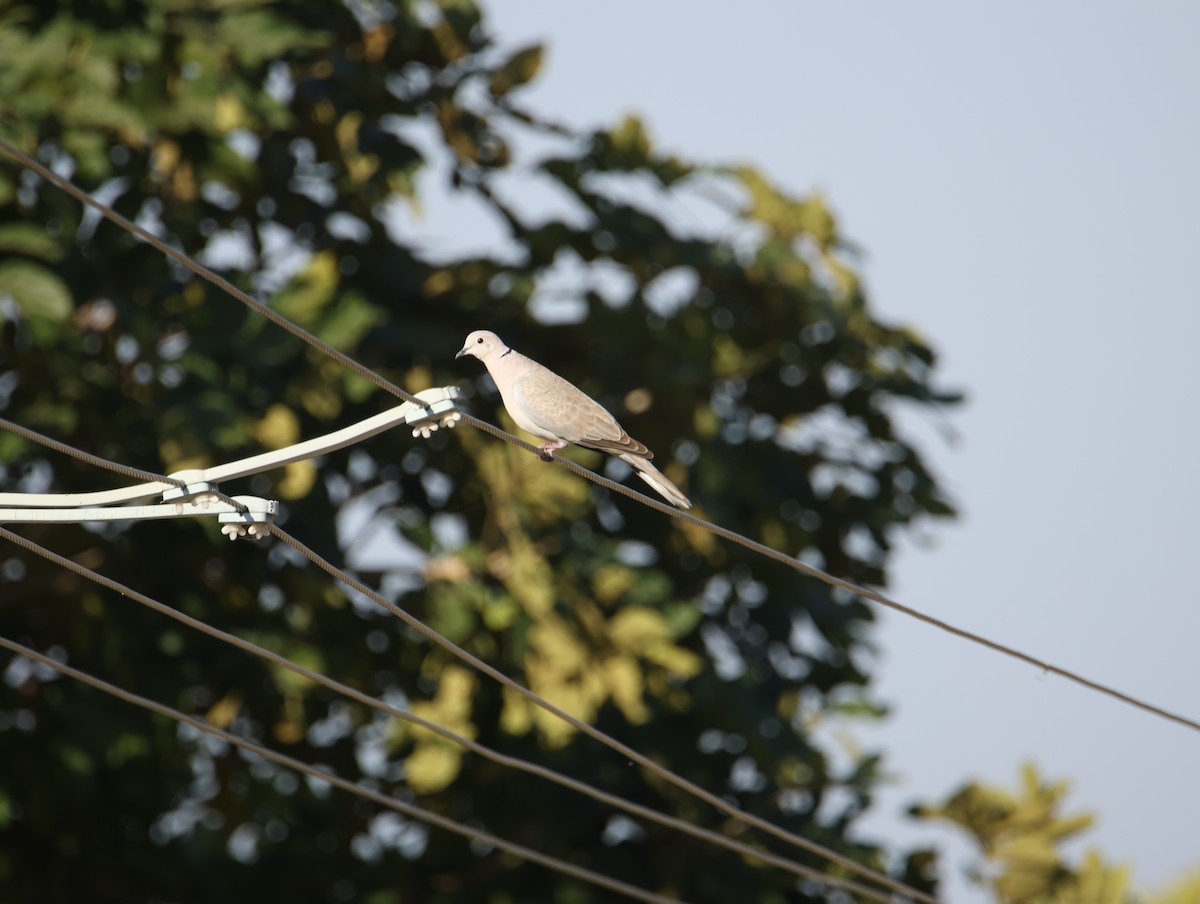 תור צווארון - ML646834971