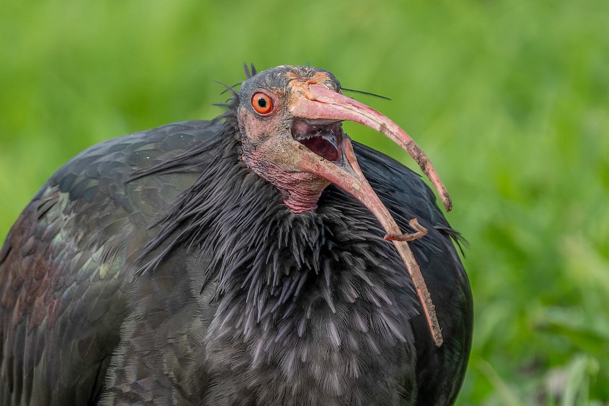 Northern Bald Ibis - ML646834974