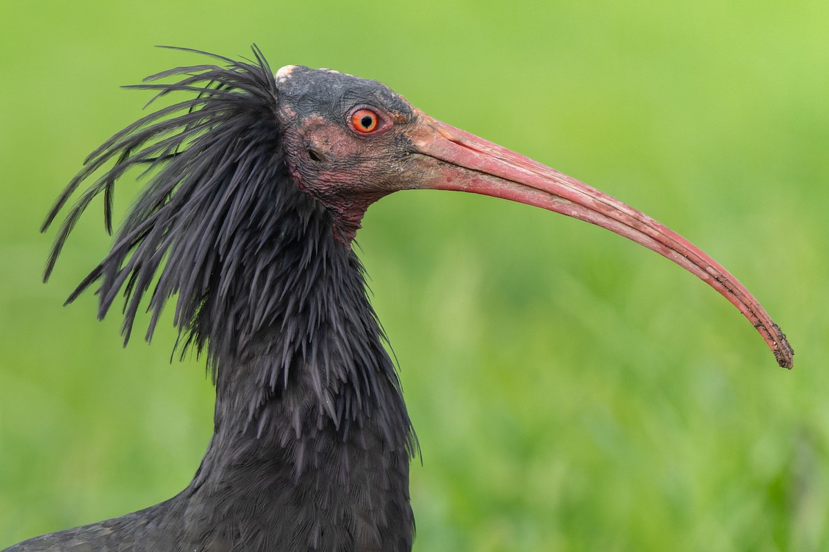 Northern Bald Ibis - ML646834975