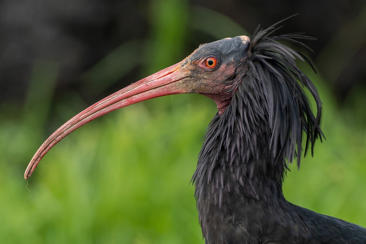 Northern Bald Ibis - ML646834976