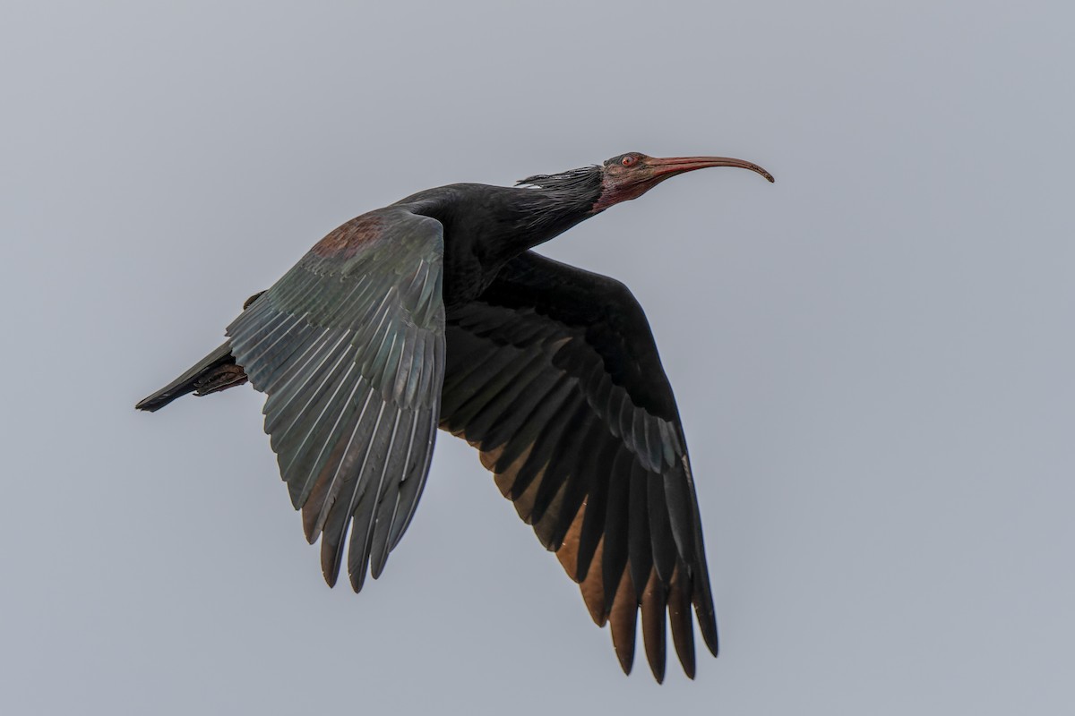 Northern Bald Ibis - ML646834977